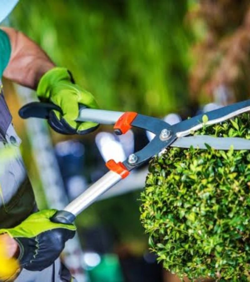 servicio de jardineria